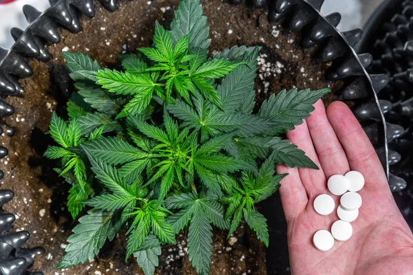 大麻植物和制药的手 — 图库照片