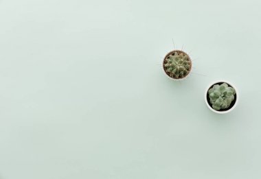 Tarafsız Minimalist düz kaktüs ile sahne yatıyordu