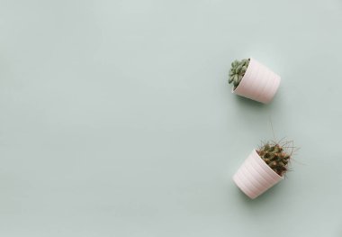 Tarafsız Minimalist düz yatıyordu sahne ile saksı kaktüs. Blogcular için basit tasarımı 