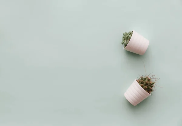 Neutral Minimalist Flat Lay Scene Potted Cactus Simple Design Bloggers — Stock Photo, Image