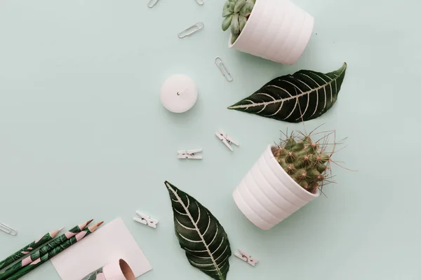 Neutral Pastel Flat Lay Composition Potted Green Cactus Supplies — Stock Photo, Image