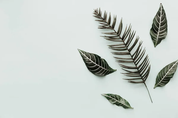 Green Leaves Neutral Minimalist Flat Lay Scene Tropical Elements — Stock Photo, Image