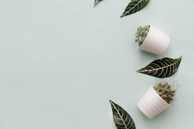 Tarafsız Minimalist düz yatıyordu sahne ile kaktüs ve trendy yeşil yaprak saksı. Blogcular için basit tasarımı 