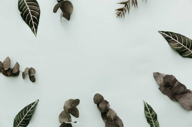 Yeşil yaprakları. Tarafsız Minimalist düz yatıyordu sahne okaliptüs ve tropikal yaprak ile