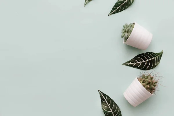 Cena Plana Minimalista Neutra Com Cacto Vaso Folhas Verdes Moda — Fotografia de Stock
