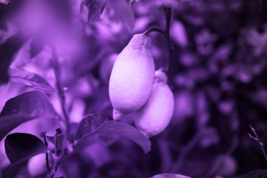 Pantone eğilim ultraviyole 2018, limon ile arka plan