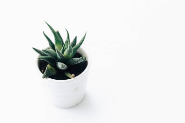 Karanfiller saksı, succulents temiz beyaz arka plan üzerinde 