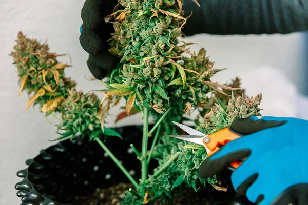 Mãos Com Tesoura Aparando Folha Maconha Planta Cannabis — Fotografia de Stock