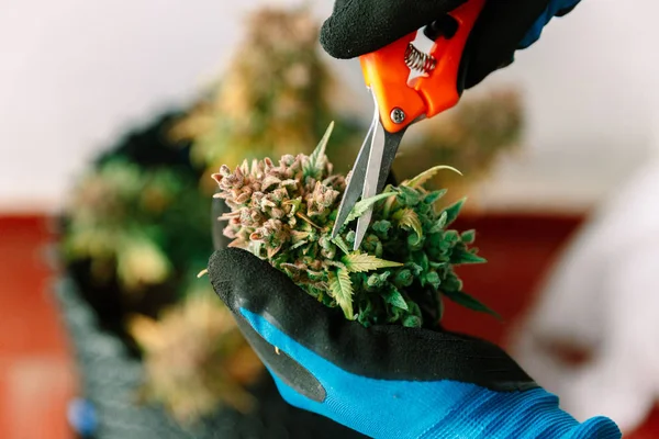 Trimming Cannabis Medical Marijuana — Stock Photo, Image