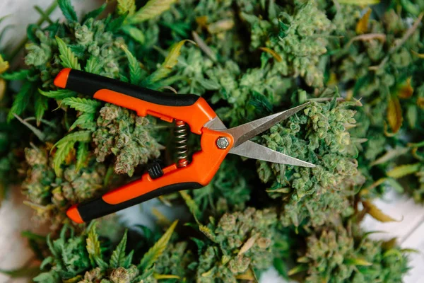 Schere Mit Marihuana Geboten Anbau Von Medizinischem Cannabis — Stockfoto