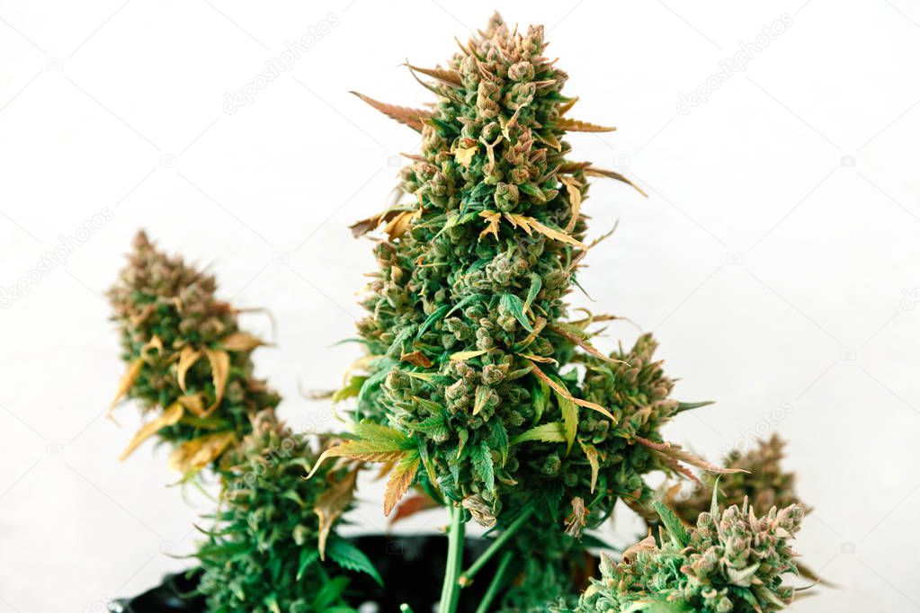 Cannabis plant growing on a pot with late flowers ready to harvest 