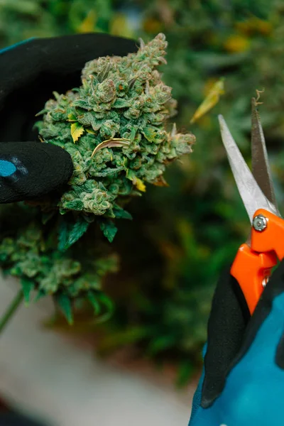 Bourání Marihuany Listy Pěstování Konopí — Stock fotografie