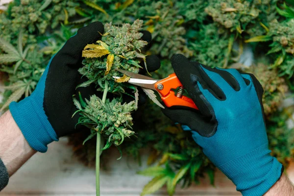 Cutting Cannabis Buds Medical Marijuana Concept Background — Stock Photo, Image