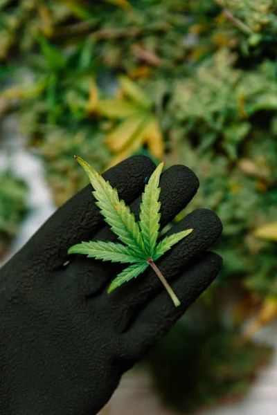Marihuana Yaprağı Tutan Tıbbi Esrar Tomurcukları — Stok fotoğraf