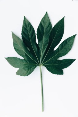 Beyaz arka plan üzerinde düz yatıyordu tropikal yaprak 