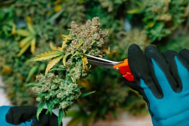 Cutting Cannabis Buds. Medical marijuana  clipart