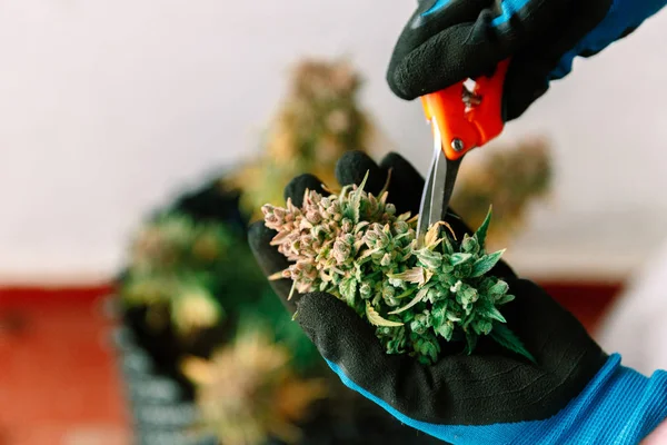 Mãos Aparando Maconha Medicinal Cannabis — Fotografia de Stock