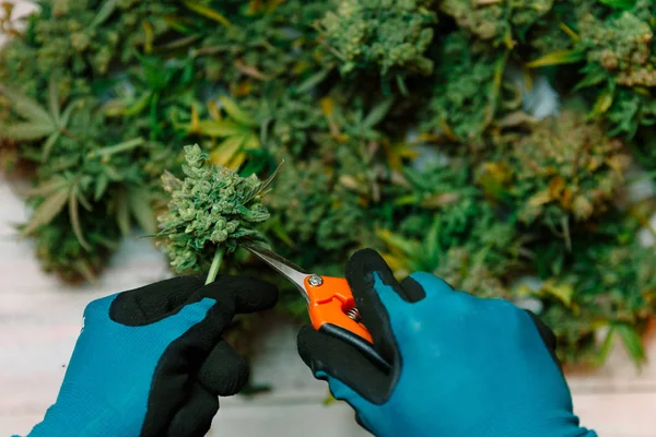 Elhagyja Vágás Marihuána Kannabisz Termesztés — Stock Fotó