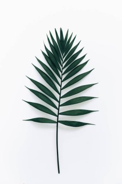 beyaz zemin üzerine yeşil yaprak 