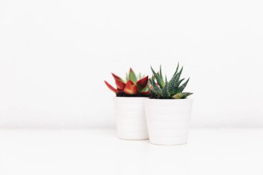 Succulents bitki. Yaratıcı en az botanik arka plan. Kopya alanı 