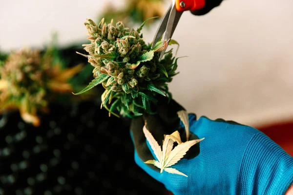 Tangan Dengan Gunting Trimming Marijuana Daun Dari Cannabis Plant — Stok Foto