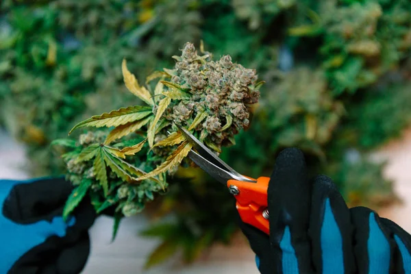 Cortando Cannabis Buds Marihuana Medicinal —  Fotos de Stock