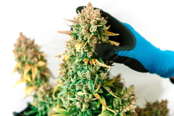 Hands Holding Cannabis Bud Marijuana Medica — Foto Stock