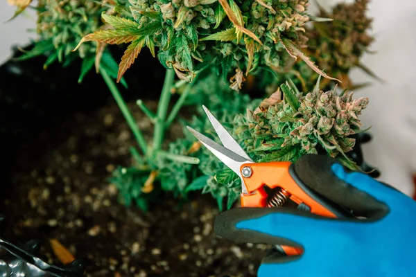 Hände Mit Schere Schneiden Marihuanablatt Aus Cannabispflanze — Stockfoto