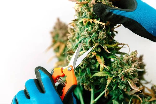 Cannabis Bud Tartja Kezében Orvosi Marihuána — Stock Fotó