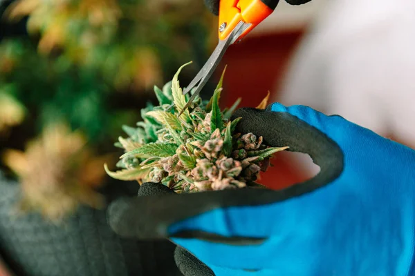 牵着大麻芽的手切割医用大麻 — 图库照片