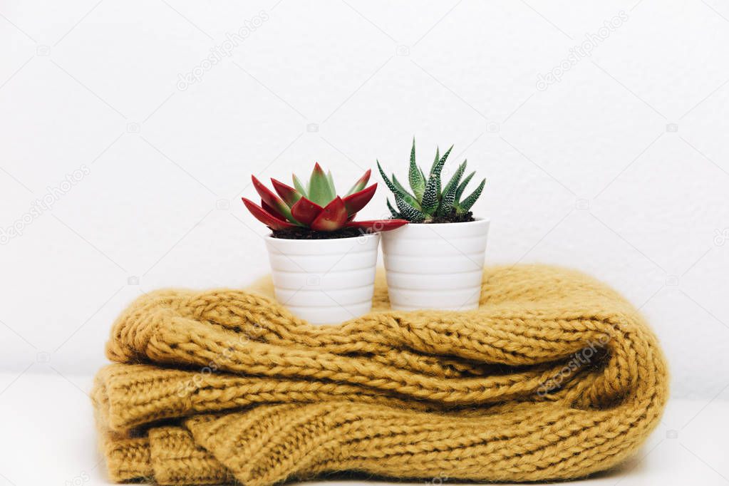 Minimalist home decor. Hipster still life background with copy space. Succulents and sweater 