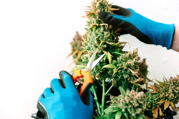 Hands Holding Cannabis Bud Cutting Medical Marijuana — Stock Photo, Image