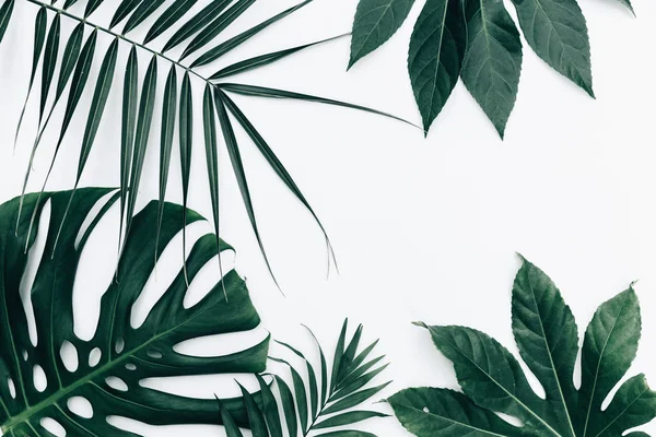Tropischen Trendigen Hintergrund Blätter Vor Weißem Hintergrund — Stockfoto