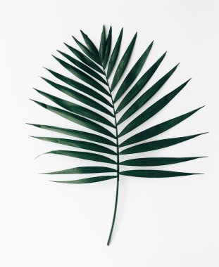 Yeşil tropikal izole üzerinde beyaz arka plan yaprakları