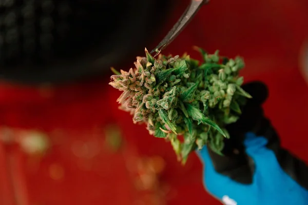 Manteniendo Mano Cannabis Bud —  Fotos de Stock