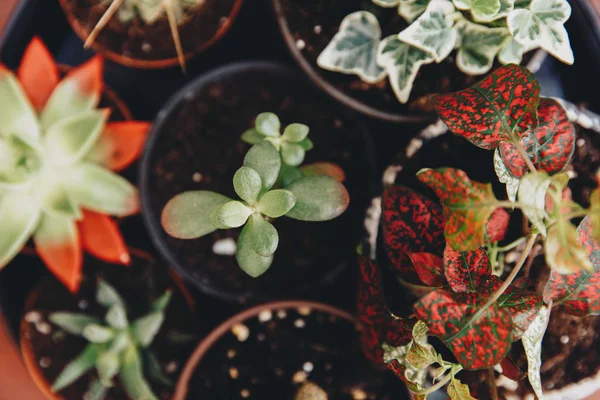 Plantes Succulentes Mélangées Pot — Photo