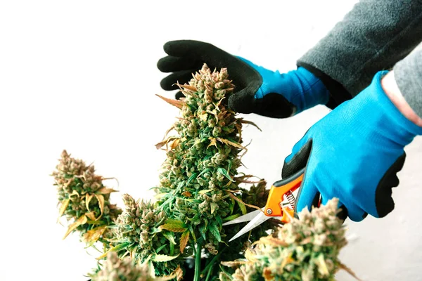 Ruce Nůžkami Ořezávání Marihuana Leaf Rostlin Konopí — Stock fotografie