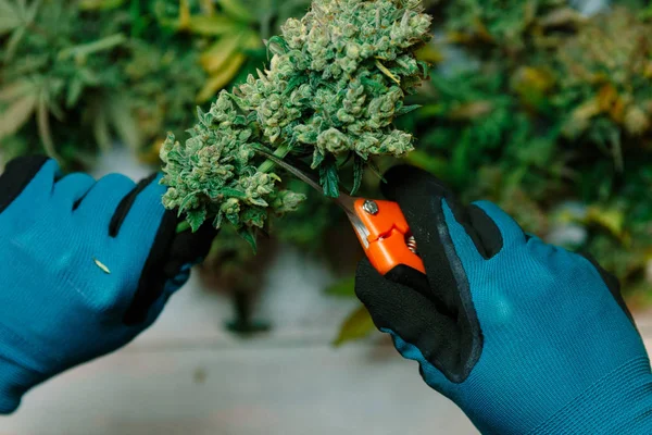 Cutting Marijuana Leaves Cannabis Cultivation — Stock Photo, Image