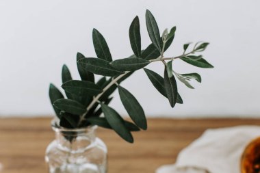  Şube arka plan üzerinde cam şişede. minimalizm