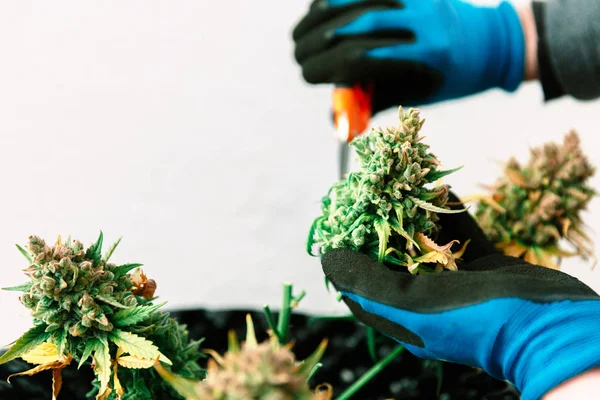 Hands Scissors Trimming Marijuana Leaf Cannabis Plant — Stock Photo, Image