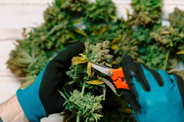 Cutting Cannabis Buds Medical Marijuana Concept Background — Stock Photo, Image