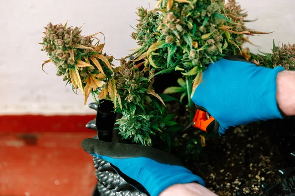 Mãos Com Tesoura Aparando Folha Maconha Planta Cannabis — Fotografia de Stock