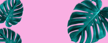 Pembe arka planda izole edilmiş tropikal orman canavar yapraklarından yapılmış bir pankart. Düzleştirme biçimi.