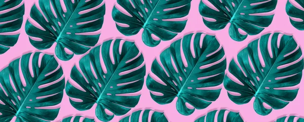 Banner made from tropical jungle monstera leaves isolated on pink background. Flat lay style.