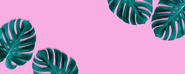 Banner made from tropical jungle monstera leaves isolated on pink background. Flat lay style.