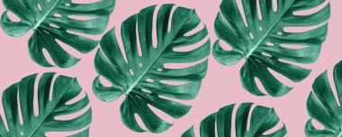 Monstera yapraklarının üst görünümü pembe arka planda, yaz doğası moda konsepti 