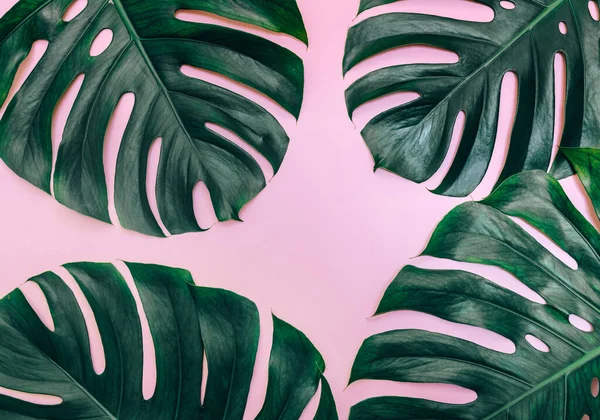 Tropische Blätter Der Monstera Pflanze Auf Rosa Oberfläche Draufsicht Minimaler — Stockfoto