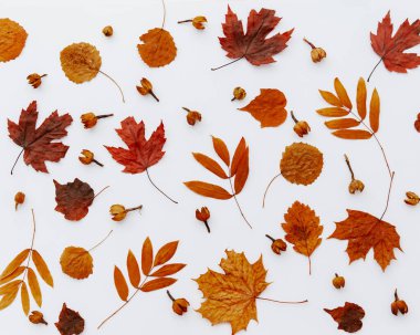 Beyaz arka planda sonbahar kurumuş yapraklarının sonbahar kompozisyonu. Düz yerde, üst tarafta. Görüntüyü kapat