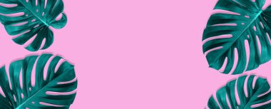 Tropik yeşil canavar yaprakları, dallar çerçeve izole afişler. Minimum arkaplan. Üst Görünüm.