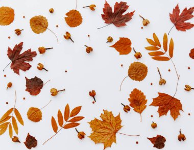 Beyaz arka planda sonbahar kurumuş yapraklarının sonbahar kompozisyonu. Düz yerde, üst tarafta. Görüntüyü kapat